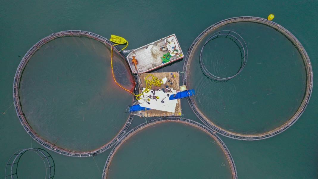 Denizi olmayan kentimizde yetiştirildi. 6 yaşına gelmeden cinsiyeti tespit edilemiyor. 100 kiloya ulaşabiliyor 2